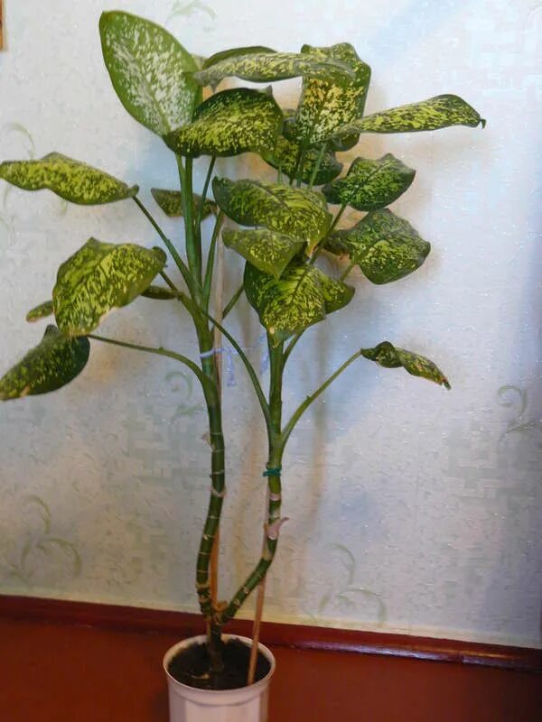 Диффенбахия moonstone. Диффенбахия древовидная. Диффенбахия переукоренение. Диффенбахия побеги. Диффенбахия ствол.