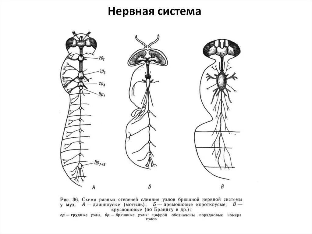 Какие есть типы нервной системы. Строение нервной системы таракана. строение нервной системы насекомых. нервная система членистоногих рисунок. схема строения узловой нервной системы насекомого.