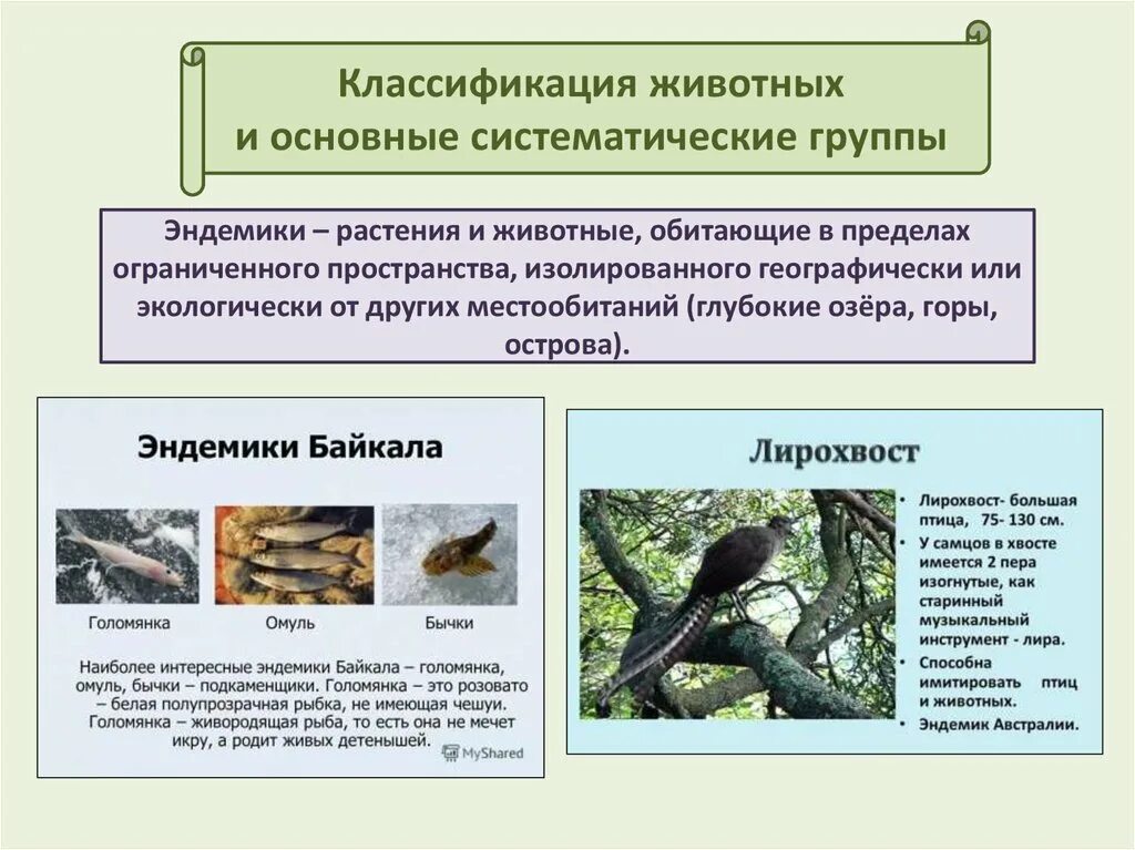 Классификация животных окружающий мир 3 класс. Систематические группы животных. Основные систематические группы животных. Классификация животных и основные систематические группы 7. Систематические группы животных ворона.