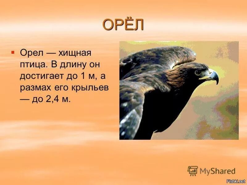 Текст про орла. Описание орла. Орёл птица описание. Загадка про орла. Сведения про орла.