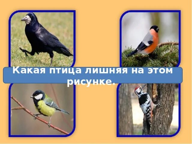 Картинка какая птица лишняя. Укажи лишнюю птицу. Какая птица лишняя. Игра четвертый лишний птицы. Игра кто лишний птицы.