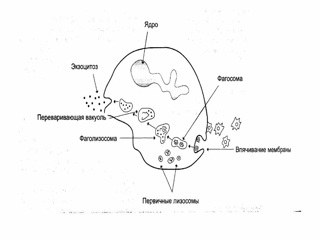 Первичная лизосома на схеме. Фаголизосома. Слияние фагосомы. Фагосома и лизосома.