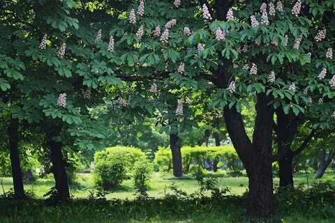 Сады рощи и леса