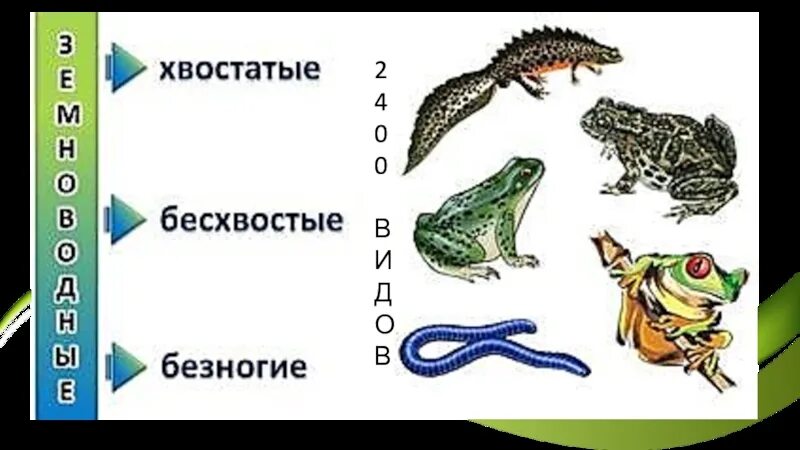 Последовательность выделения земноводных. Внешнее строение амфибий. Многообразие земноводных. Земноводные строение. Разнообразие амфибий.