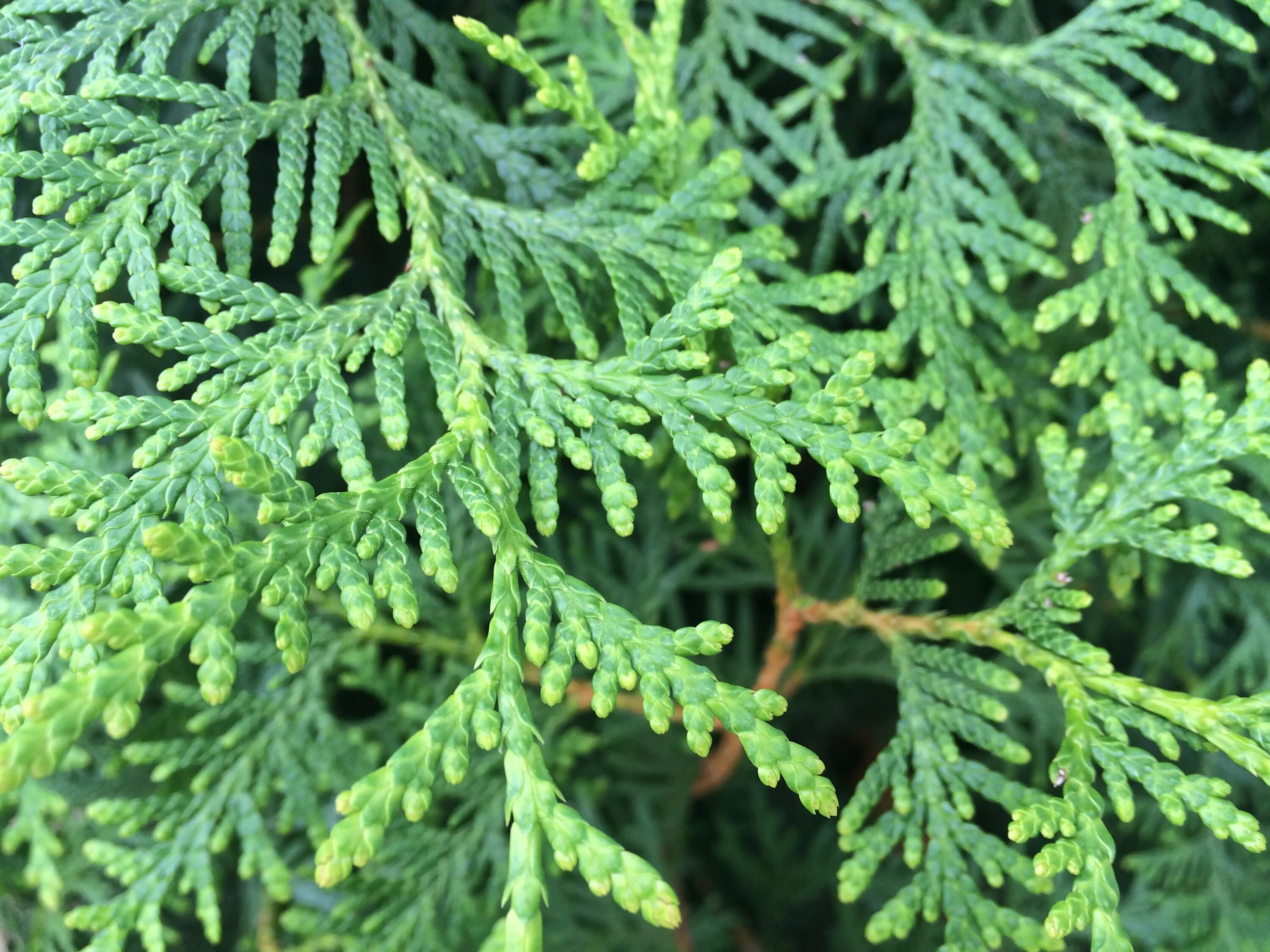Thuja occidentalis wareana lutescens. туя западная колумна хвоя. описание листьев туи. туя аргентеа. хвоинки туи.