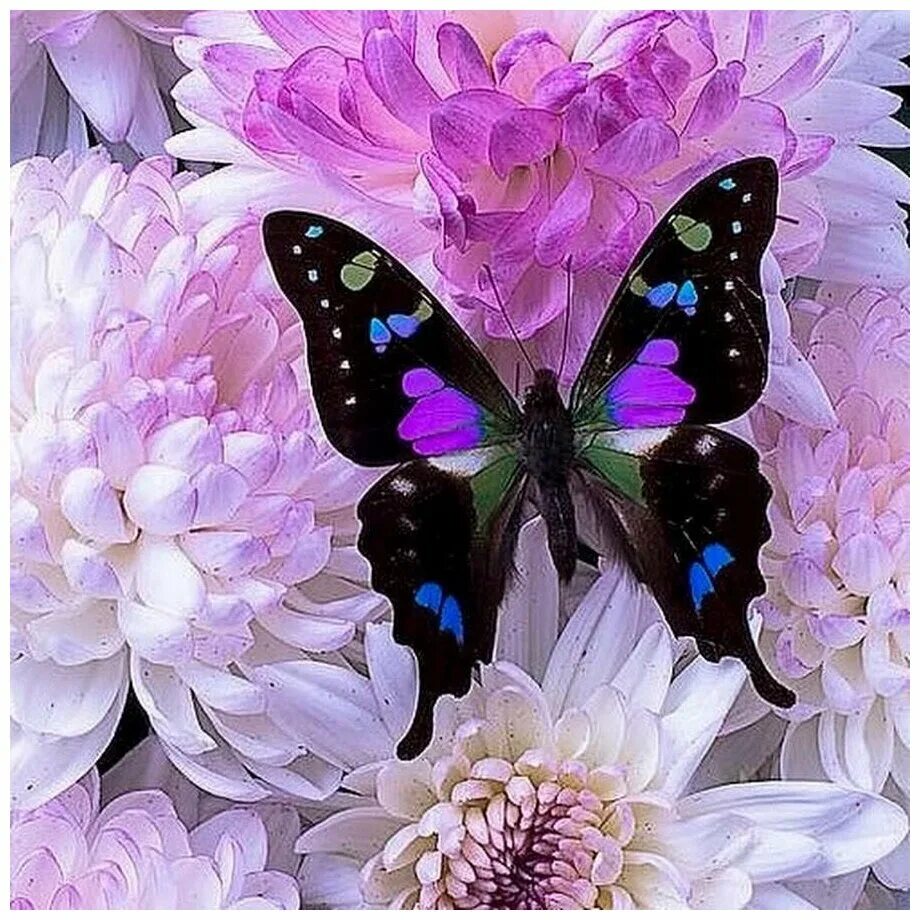 Аватарки с бабочками. Красивые цветы и бабочки. Бабочки в цветах. Красивые бабочки на цветах. Бабочка на цветке.