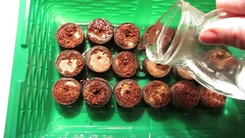 Семена бегонии клубневой