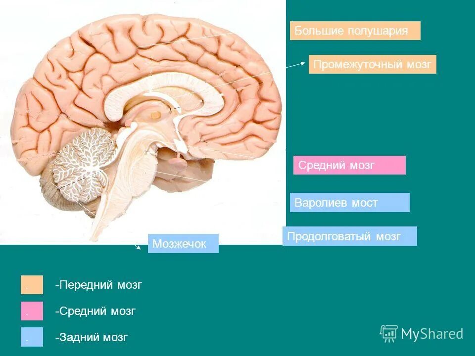 Тест по теме головной мозг