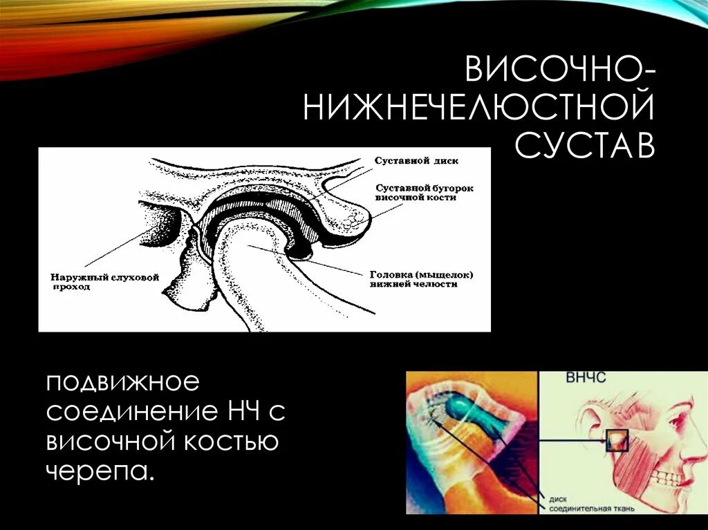 Анатомия сустава ВНЧС. Диартрозы — височно-нижнечелюстной сустав. ВНЧС сустав бугорок суставной. Функциональная анатомия височно-нижнечелюстного сустава.