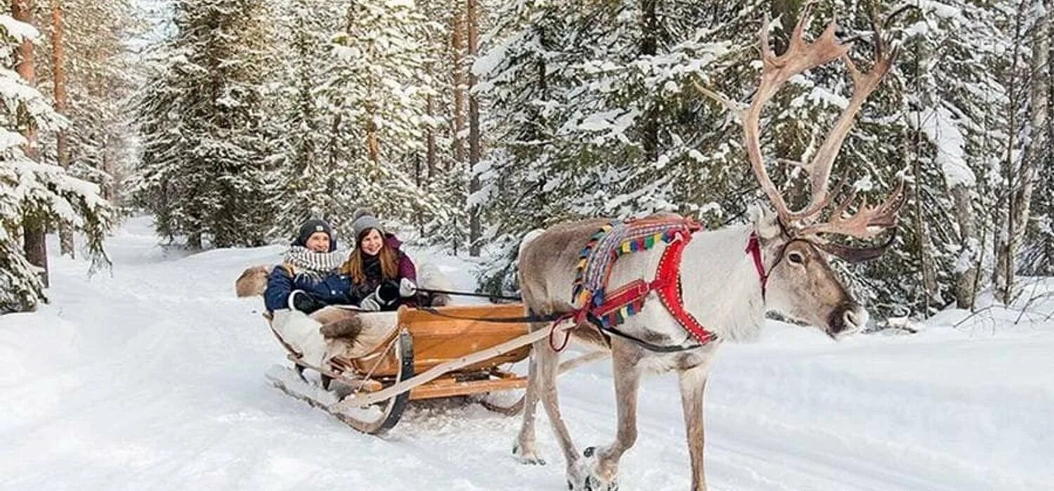 Катается на олене. Reindeer Sled Финляндия. Финляндия Оленья упряжка. Оленьи упряжки Лапландия. Покататься на оленях.