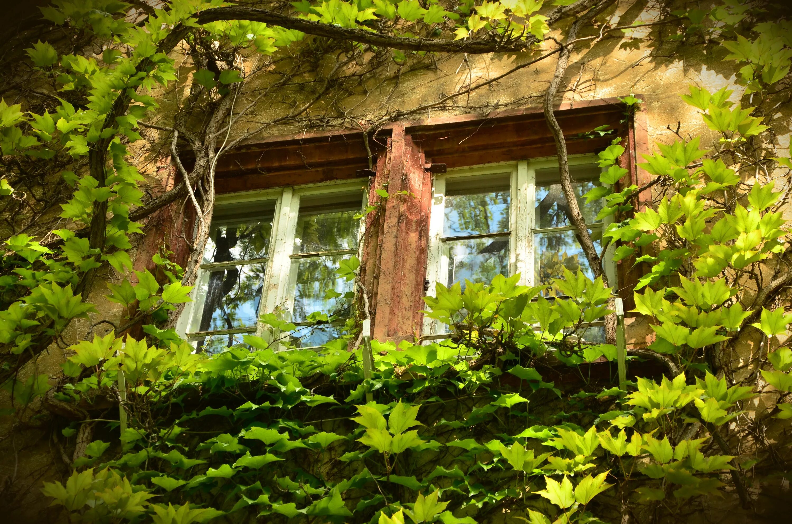 Заросший дом в деревне. Заросший дом. Окно в деревенском доме. Заросший дом в лесу. "Домик окнами в сад".