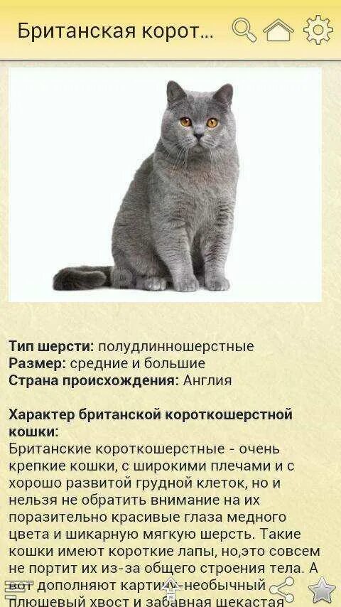 Британские кошки описание породы характер. Британские кошки описание породы характер. Британская короткошёрстная кошка сведения о ней 2. Британская голубая кошка описание породы 2 класс. Британские кошки описание породы характер.