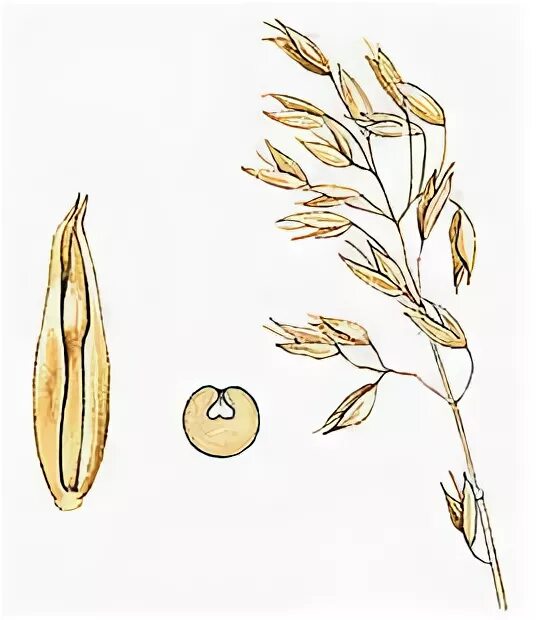 Курсовая овес. Овес покрытосеменное растение. Крупы изготовляемые из овса. Где выращивают овес. Презентация на тему зерновые культуры.