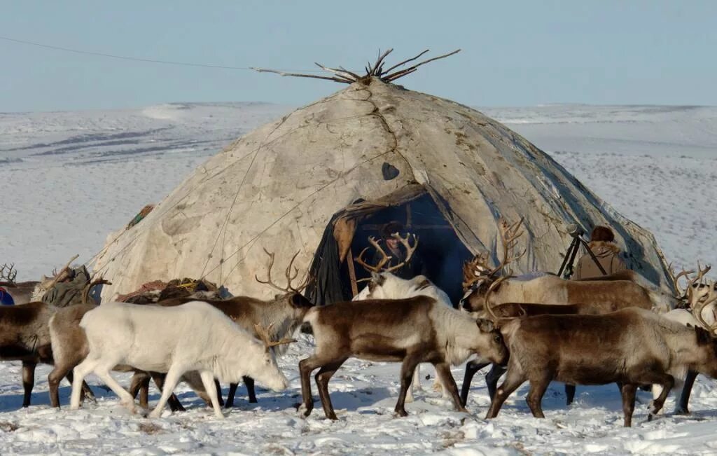 Дом чукчи