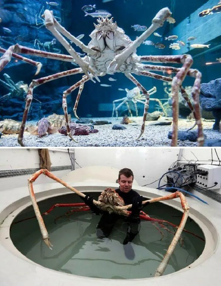 Самые тяжелые организмы. Глубоководный краб паук. Японский краб паук. Японский краб макрохейра. Japanese Spider Crab японский краб-паук.