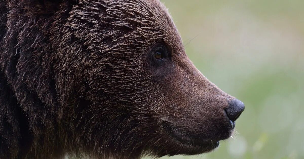 Bear side