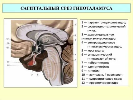 Гипоталамус топография