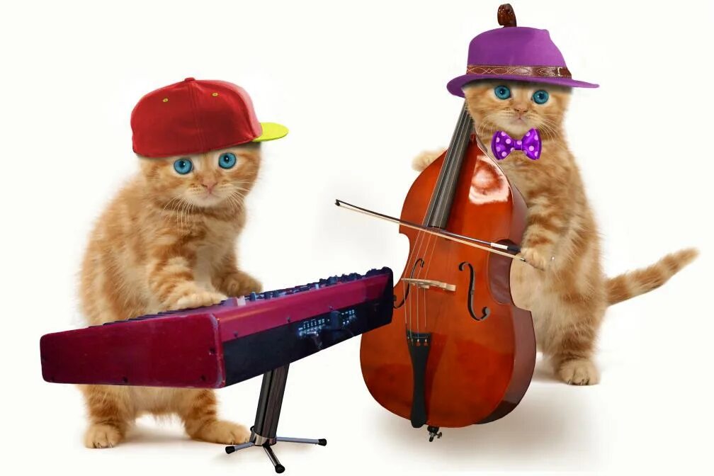 Говорящие котики. Животные с инструментами. Мариус кот.