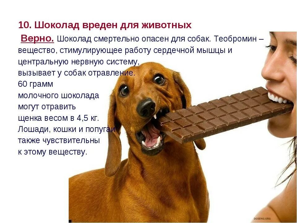 Что опасно есть собакам