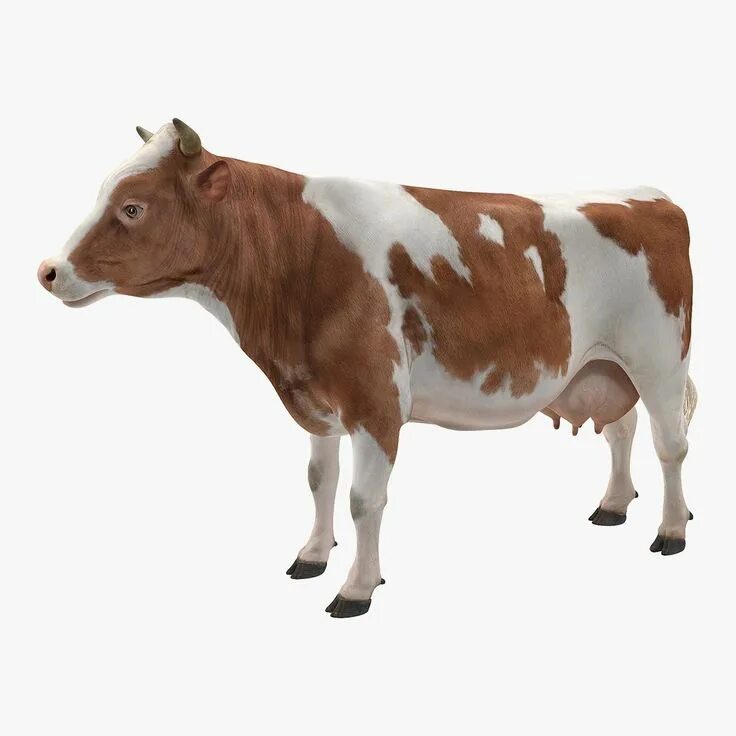 Cow model