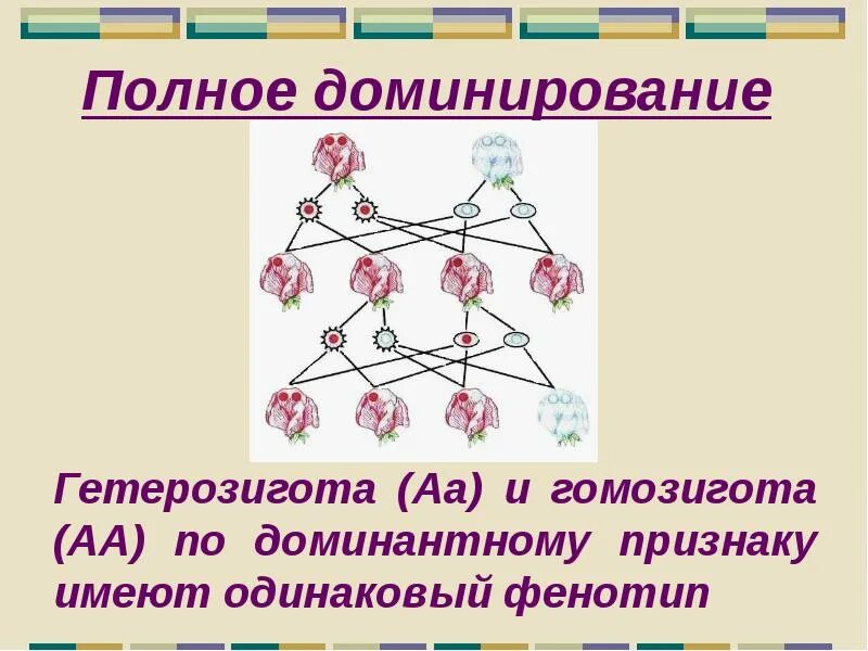 Гетерозиготная пара. Гетерозиготная пара