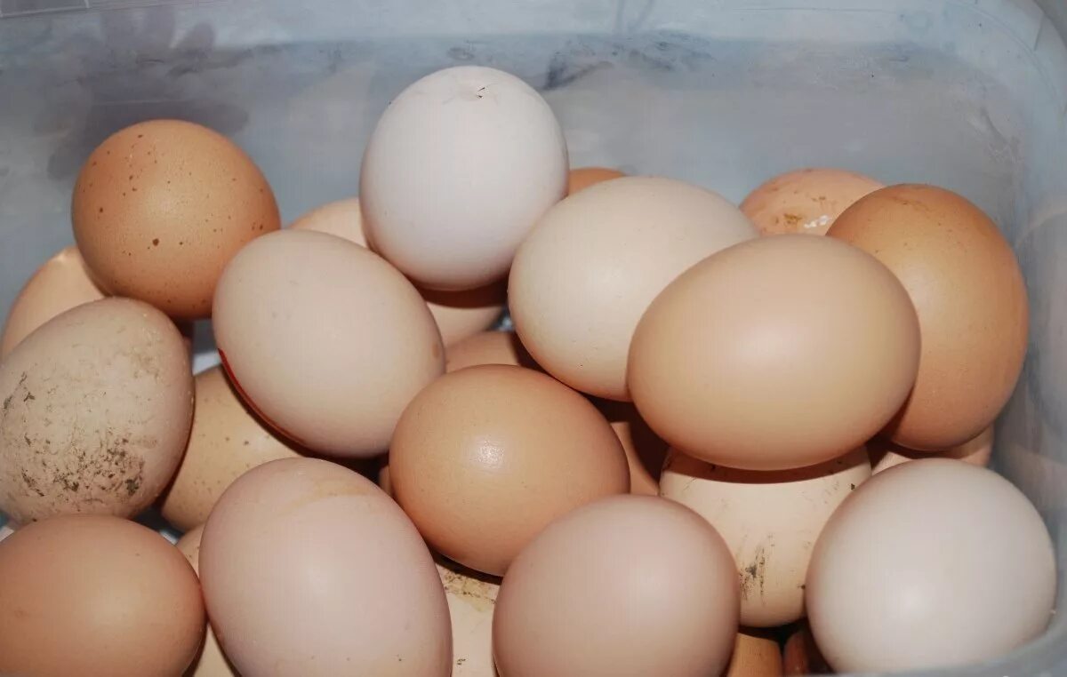 Купить яйцо инкубационное липецкая