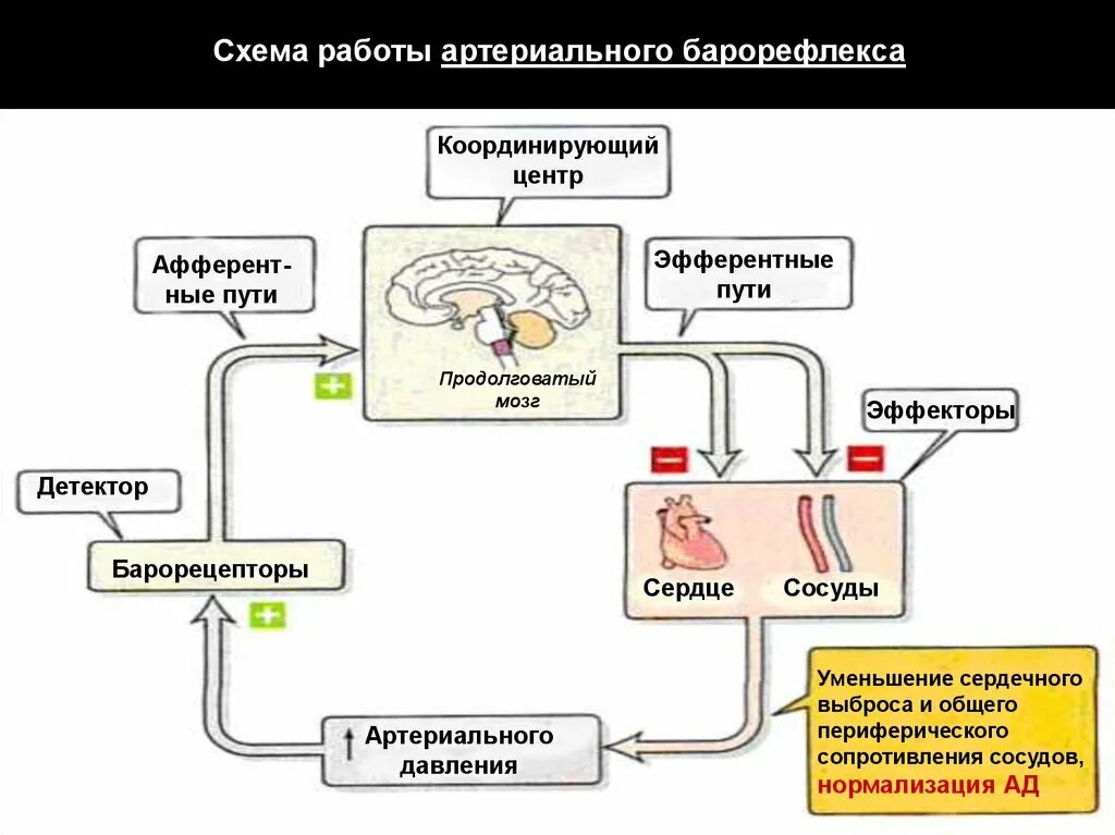 Регуляция артериального давления механизмы барорецепторы. Схема регуляции артериального давления. Механизм саморегуляции кровяного давления схема. Функциональная схема регуляции ад. Рефлекторная регуляция кровяного давления