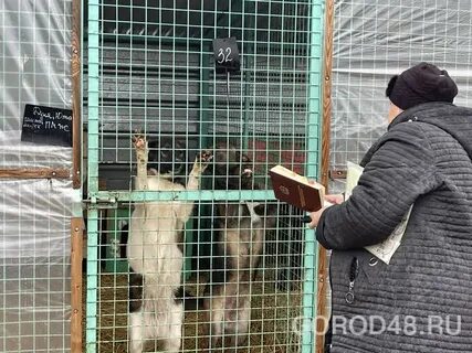 Счастливый берег приют липецк