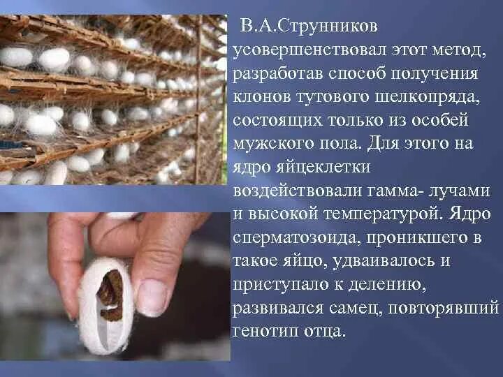 Определите тип развития животных тутовый шелкопряд. Клонирование тутового шелкопряда. яйца тутового шелкопряда. жизненный цикл тутового шелкопряда. тутовый шелкопряд особенности строения.