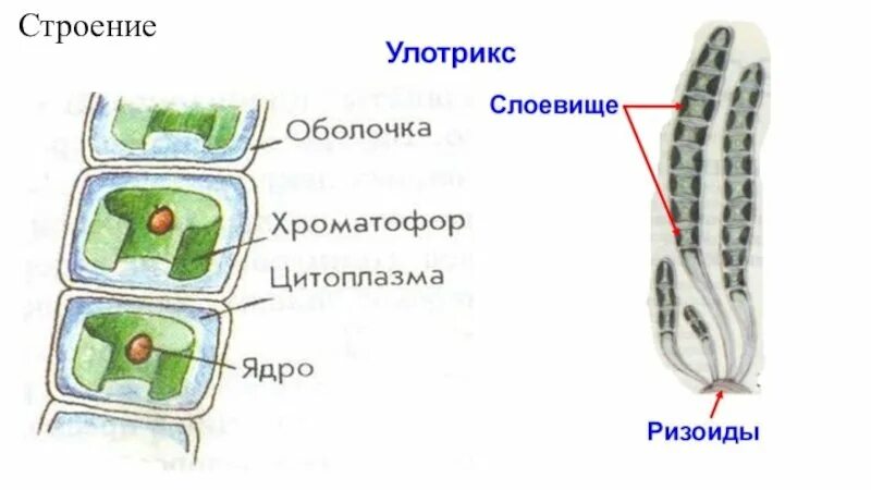 Улотрикс строение. Строение клетки улотрикса. строение талома улоктрис. строение улотрикса 6 класс биология. строение биология : строение улотрикса.
