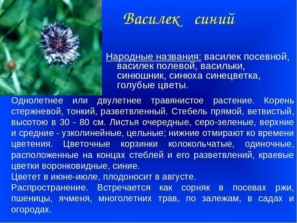 Василек синий текст. Описание цветка Василек 3 класс. Василек описание растения 3 класс. Растение для текста описания 3 класс Василек. Василек текст описание.