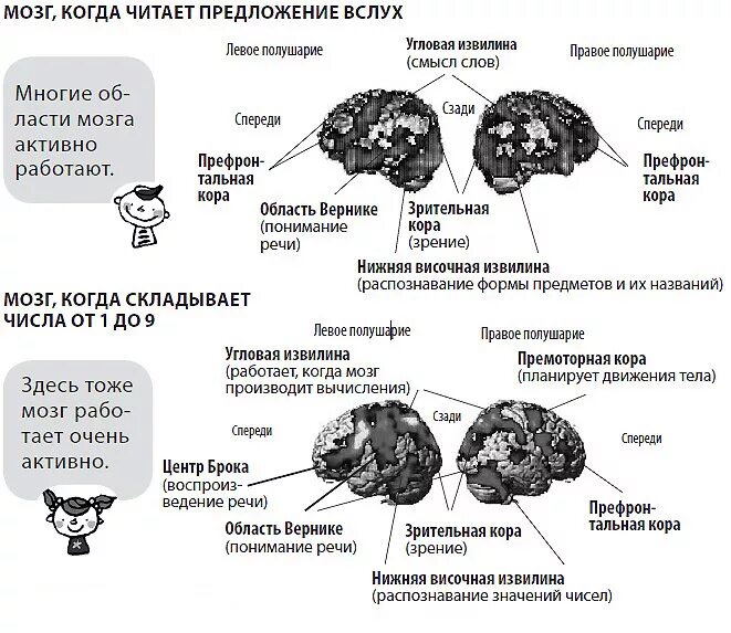 Как расслабить мозг. Чтение и мозг. упражнения для улучшения мозговой деятельности. чтение книг влияние на мозг. чтение тренирует мозг.