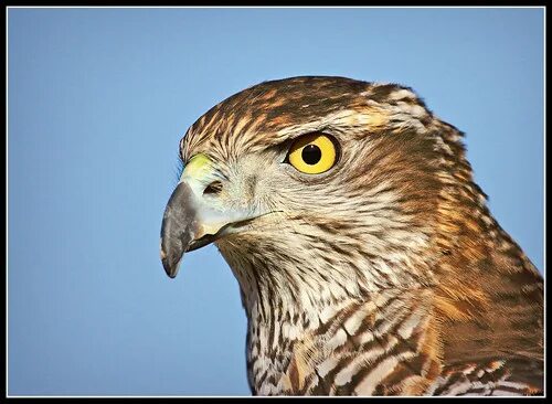 Сокол канюк. Ястреб фото. Ястреб ав. Беркут халзан. Соколиная охота кречет.