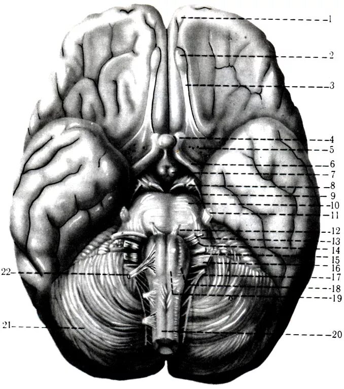 Sulcus olfactorius. Базальная поверхность головного мозга анатомия. Нижняя поверхность головного мозга анатомия. Головной мозг анатомия Синельников. Мозг снизу