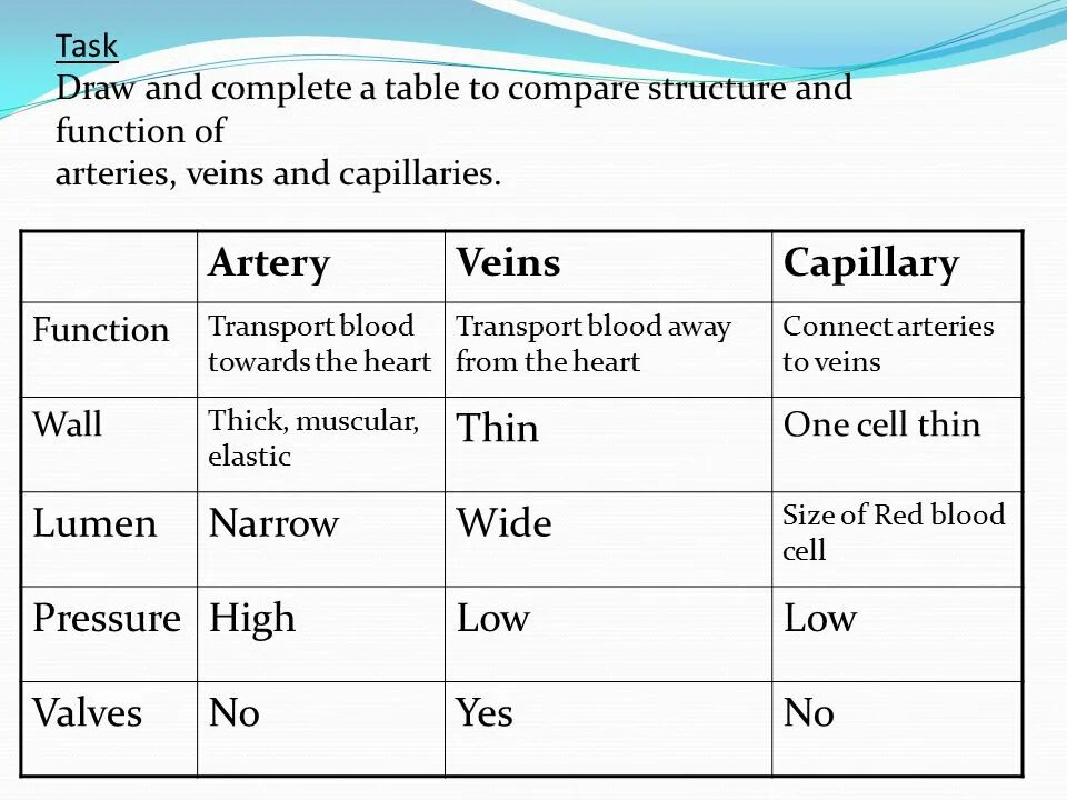 Comparative structures. Artery Blood Vessel structure. Functions of Veins. Elastic artery Histology. Veins structure.