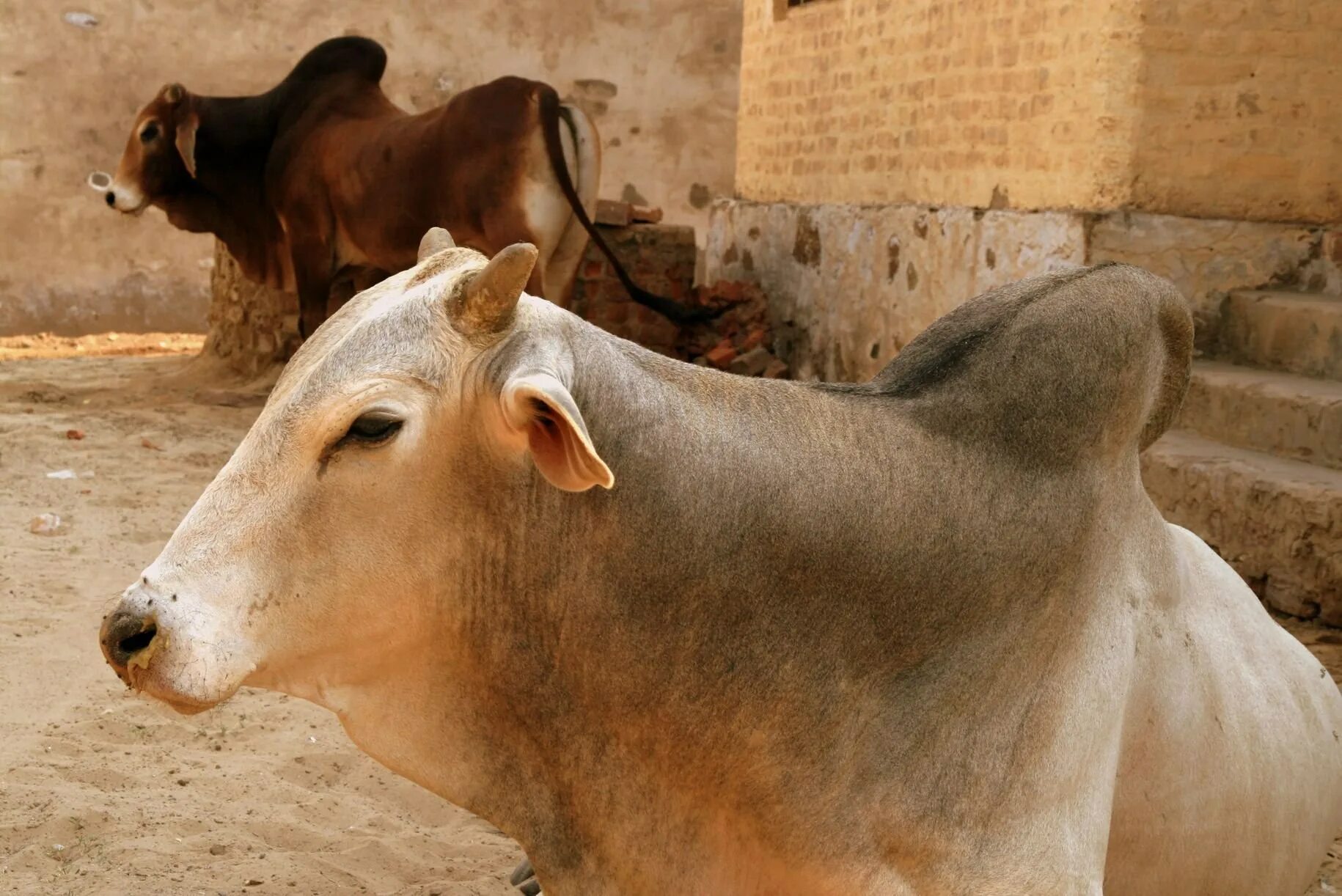 Индийская корова. Корова в Индии. Красивая индийская корова. Священная корова.