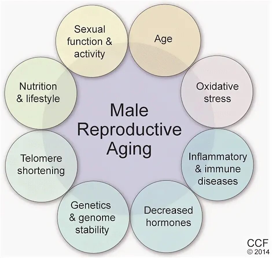Main factors. Reproductive Aging. Paternal. Issues in Aging. Functional Active.