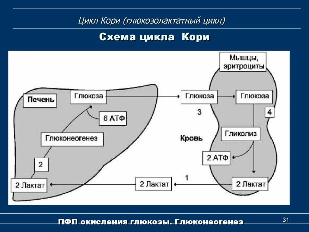 Образования глюкозы в печени. Глюкозо аланиновый цикл биохимия. Схема глюкозо лактатного цикла кори. Глюкозо лактатный цикл кори биохимия. Глюкозо-лактатный цикл (цикл кори) глюкозо-аланиновый цикл.