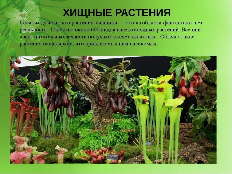 Сообщение по биологии на тему растения. Биология растения хищники. презентация на тему растения хищники. растения хищники 6 класс биология. хищные растения презентация.