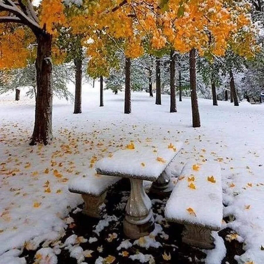 Первый снег. С началом зимы. Осень зима. С последним днем осени. Падает снег и кружатся листья