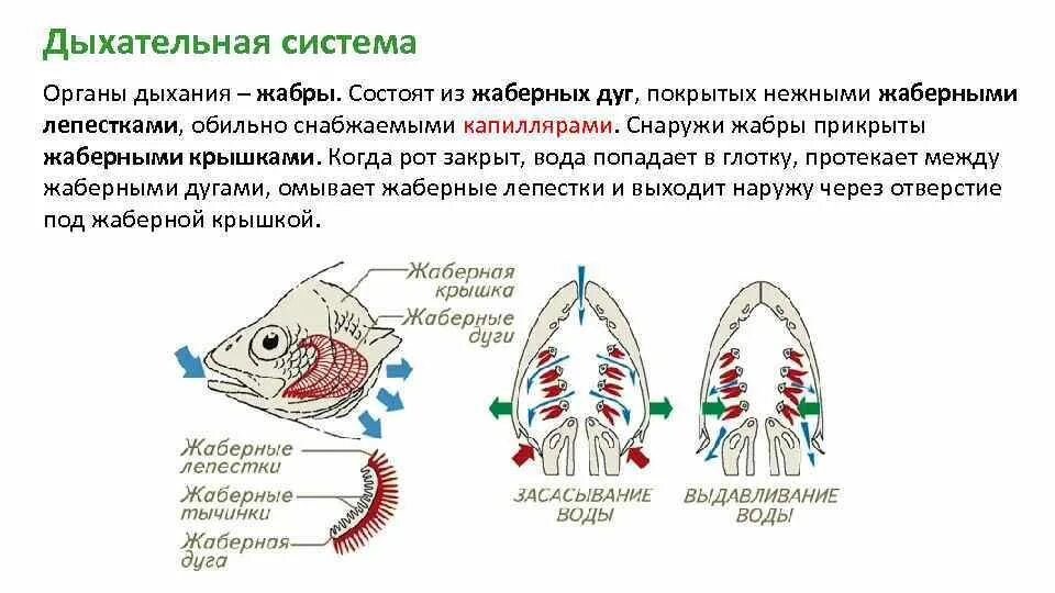 Противоточный механизм в жабрах рыб. Дыхательная система рыб жабры. Строение дыхательной системы рыб. Схема жаберного дыхания рыб. Речной рак дышит при помощи жабр растворенный