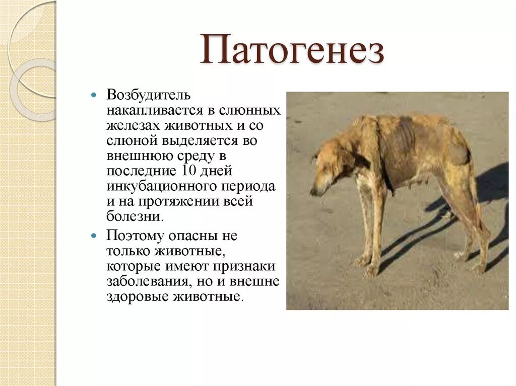 Патогенез животных. Этиология бешенства животных.