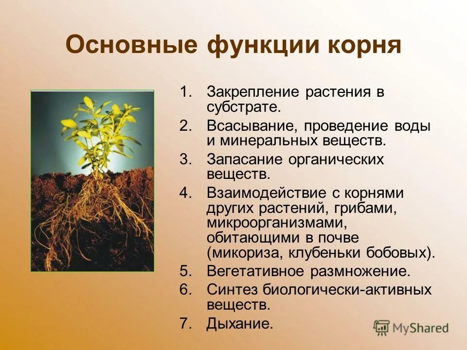 Жизнь растений 6 класс биология кратко. Основные функции корня. Функции корня растений. Основная функция корня растения.