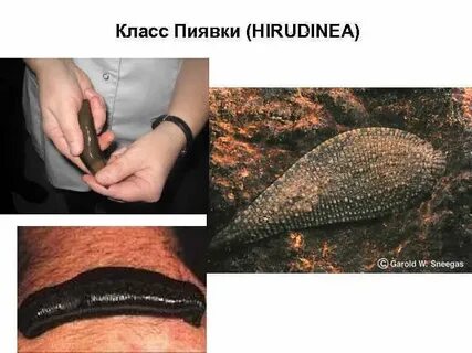 Среда обитания пиявок