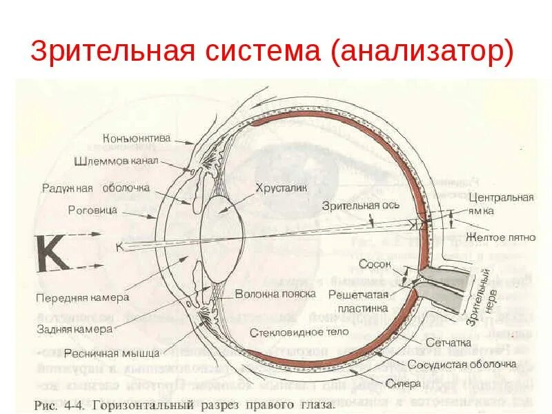 Анализаторы зрительный анализатор строение. Периферический отдел зрительной сенсорной системы схема. Строение зрительного анализатора оболочки. Схема анализатора зрения. Что такое зрительный анализатор