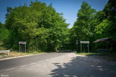 Каштаны хоста
