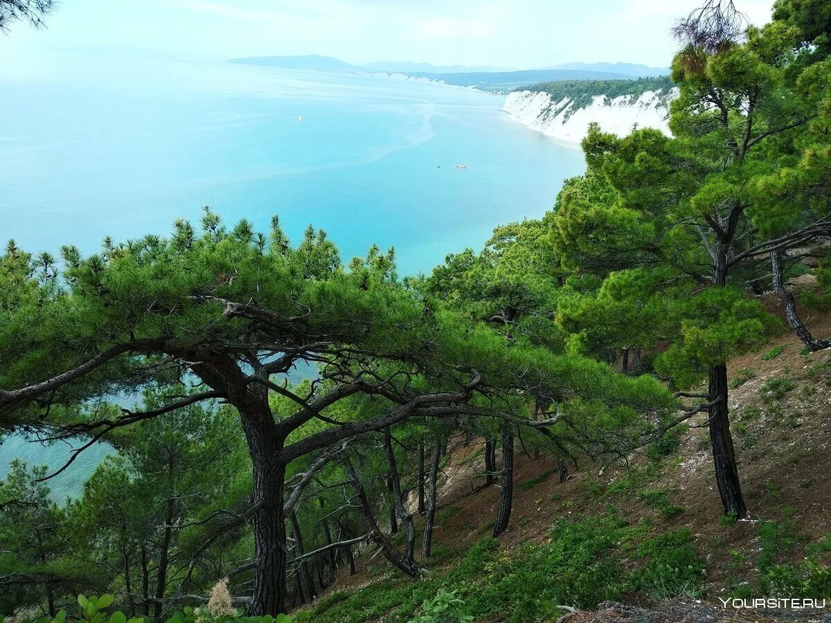 Молодые женские шишки сосны. Брахибласт сосны обыкновенной. Реликтовая сосновая роща в пицунде. Сосновый расположен. Сосновый бор пермь лес.