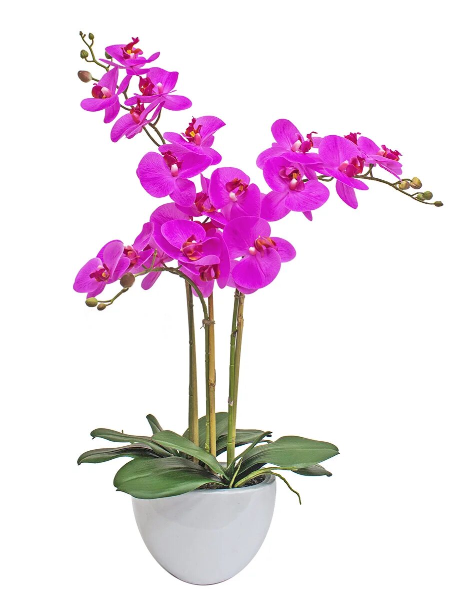 Орхидея фаленопсис канарейка. Орхидея 3. Орхидея 3. Фаленопсис 3д модель. Орхидея пиано.