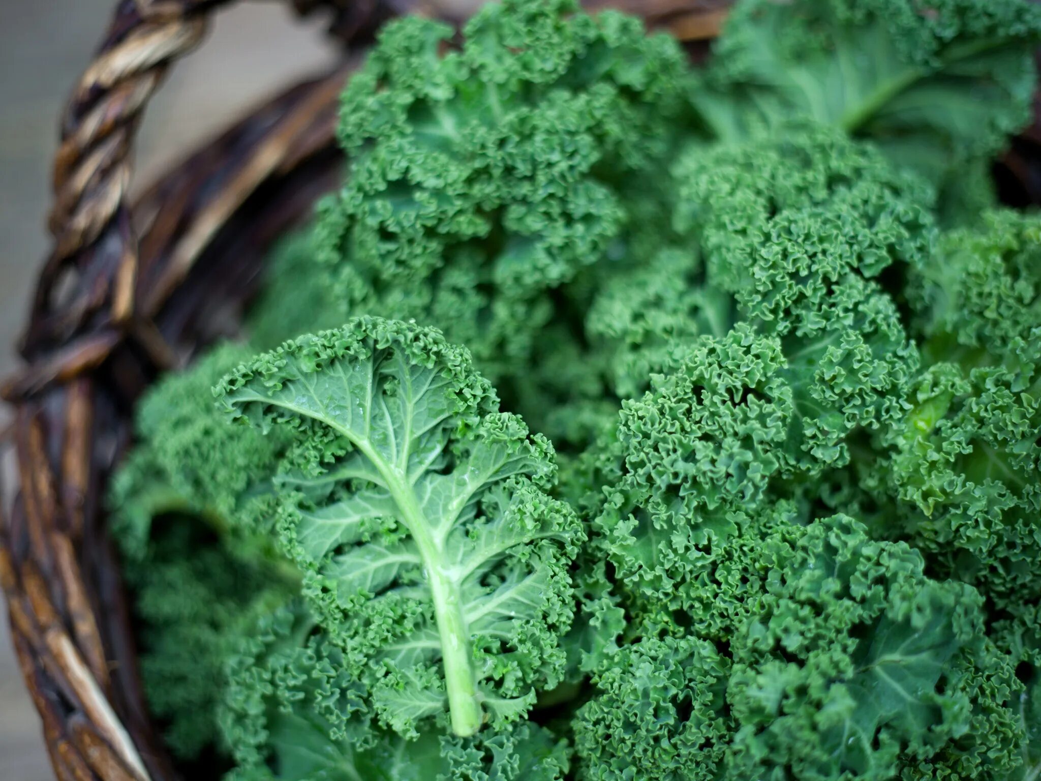 Kale зелень. полезные свойства кейла. полезные свойства кейла. капуста кейл (кале). кейла зелень.
