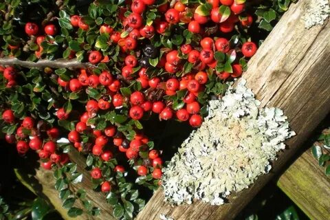 Живая изгородь с ягодами